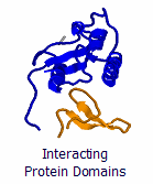 Interacting_domains_1.gif